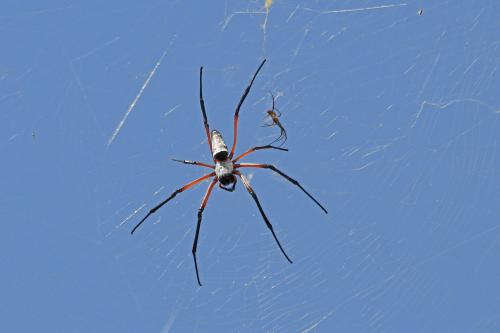 Trichonephila sumptuosa
